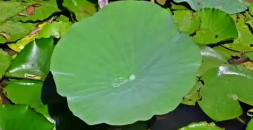 What is lotus leaf extract?